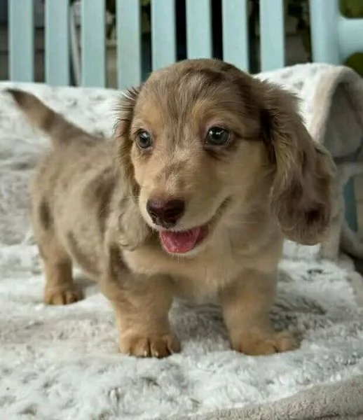 CuccioloDiBassotto | Foto 0