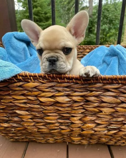 CuccioliDiBulldogFrancese | Foto 1