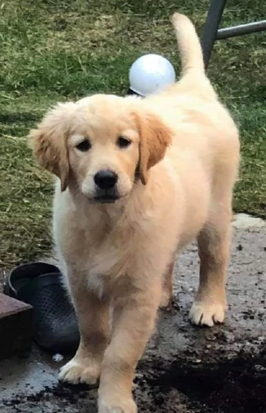 CuccioliDiGoldenRetriever