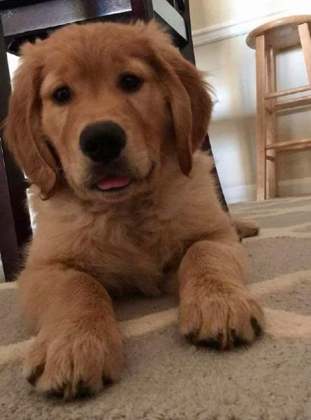 CuccioliDiGoldenRetriever | Foto 2