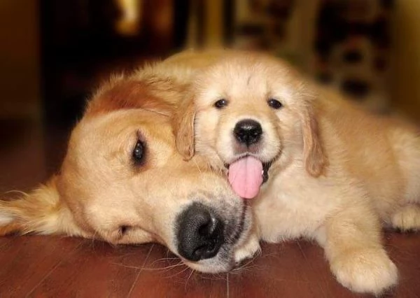 CuccioliDiGoldenRetriever | Foto 0