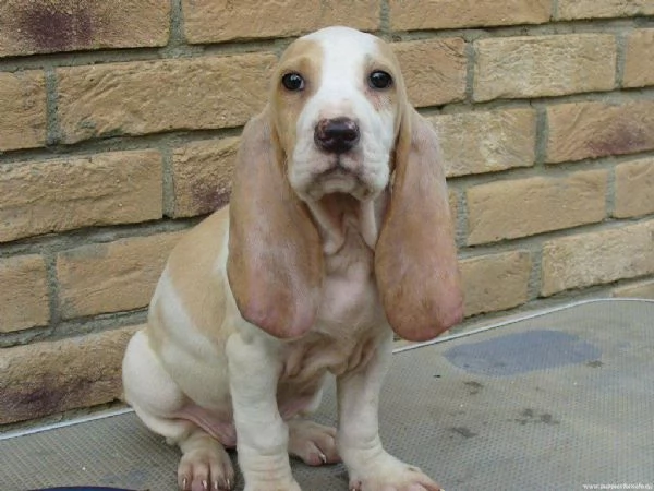 BraccoItaliano | Foto 0