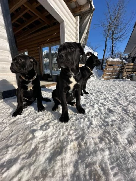 Cane Corso