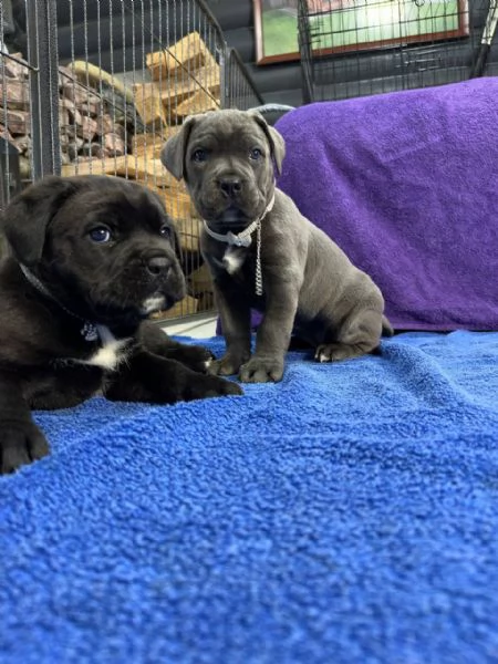 Cane Corso | Foto 3