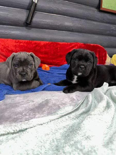 Cane Corso | Foto 1