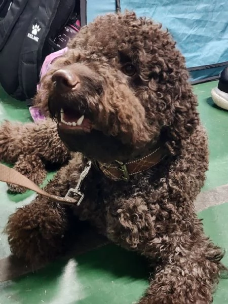 LagottoRomagnolo | Foto 2