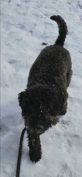 LagottoRomagnolo | Foto 1