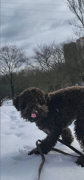 LagottoRomagnolo | Foto 0