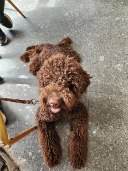 LagottoRomagnolo