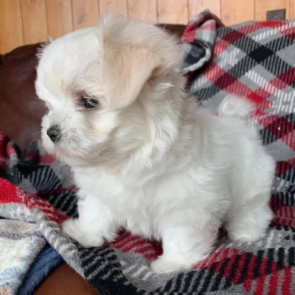 Cuccioli di Maltese toy