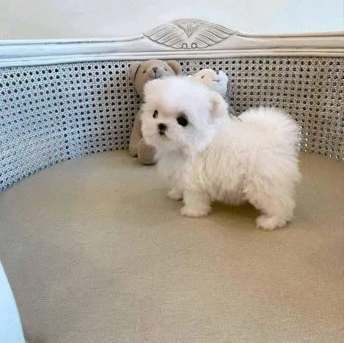 Cuccioli di Maltese toy | Foto 2