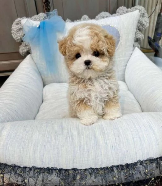 Cuccioli di Maltese toy | Foto 0