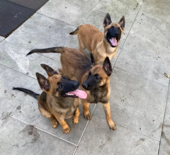 Bellissimi cuccioli di Pastore Belga Malinois subito disponibili | Foto 1