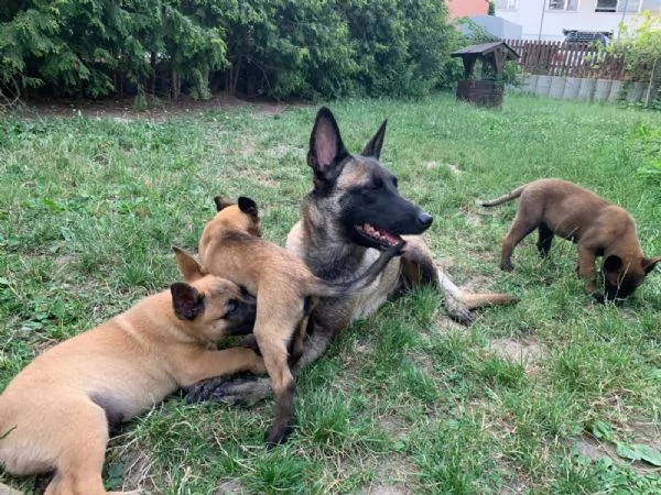 Bellissimi cuccioli di Pastore Belga Malinois | Foto 2