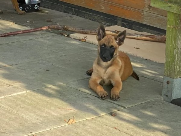 Bellissimi cuccioli di Pastore Belga Malinois