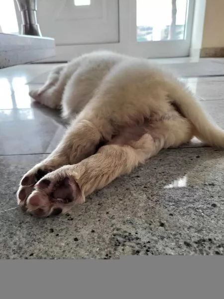 Cuccioli di Golden Retriever con Pedigree | Foto 1