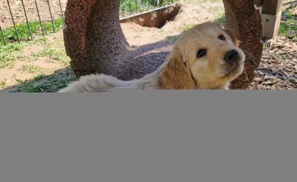  cuccioli di Golden Retriever