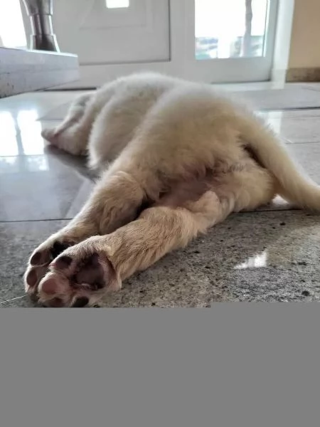  cuccioli di Golden Retriever | Foto 1