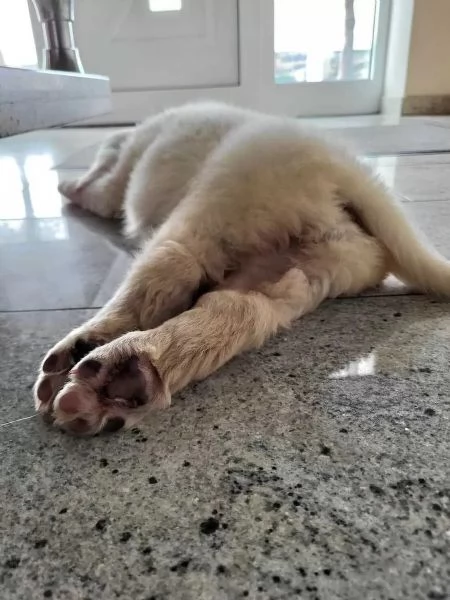 Tre cuccioli di Golden Retriever | Foto 1