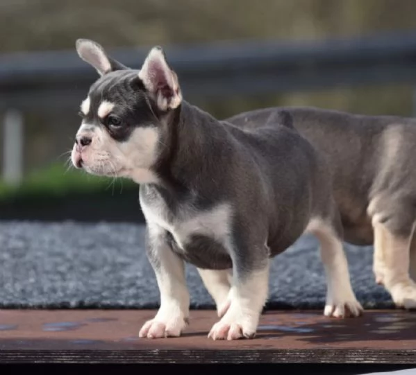 Cuccioli di bulldog francese in colori speciali | Foto 2