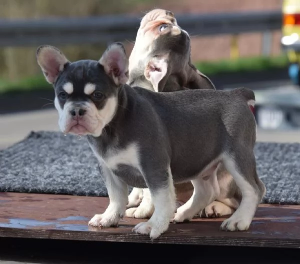 Cuccioli di bulldog francese in colori speciali