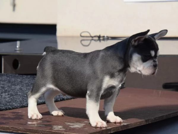 3 Cuccioli di Bulldog Francese | Foto 1