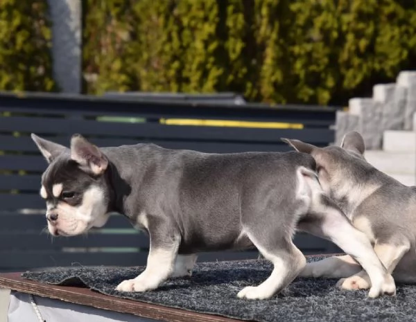 Meravigliosi cuccioli Bulldog Francese disponibili  | Foto 0