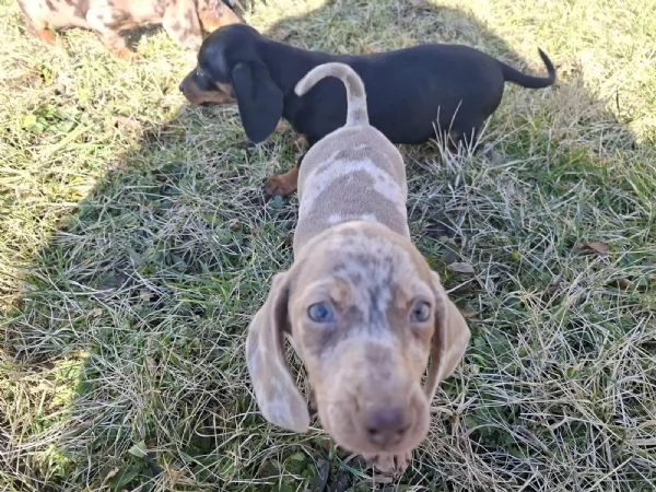 Cuccioli di bassotto tedesco
