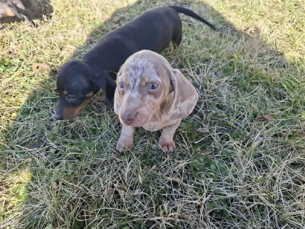 Disponibili due cuccioli maschi e una femmina di bassotto tedesco  | Foto 1