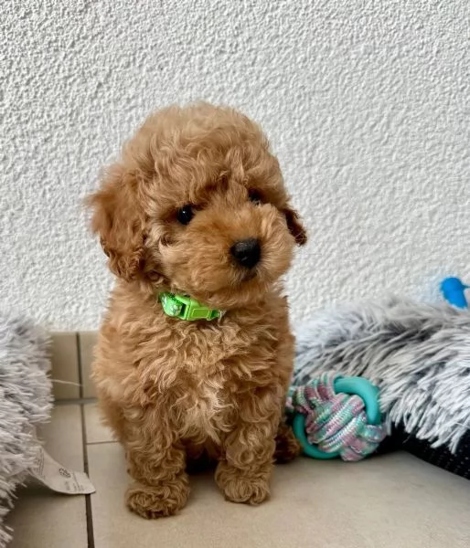 Splendidi cuccioli di barboncino nano di razza pura color albicocca | Foto 2