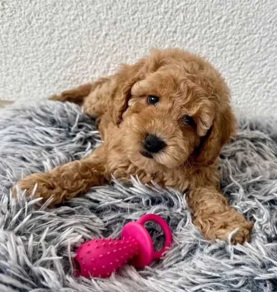 Splendidi cuccioli di barboncino nano di razza pura color albicocca | Foto 0