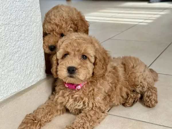 Splendidi cuccioli di barboncino nano di razza pura color albicocca