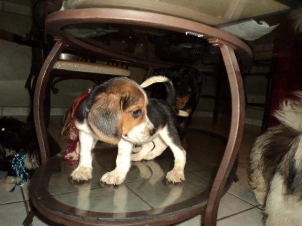 Bellissimi cuccioli di Beagle 