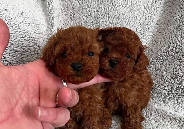 cuccioli di barboncino in adozione