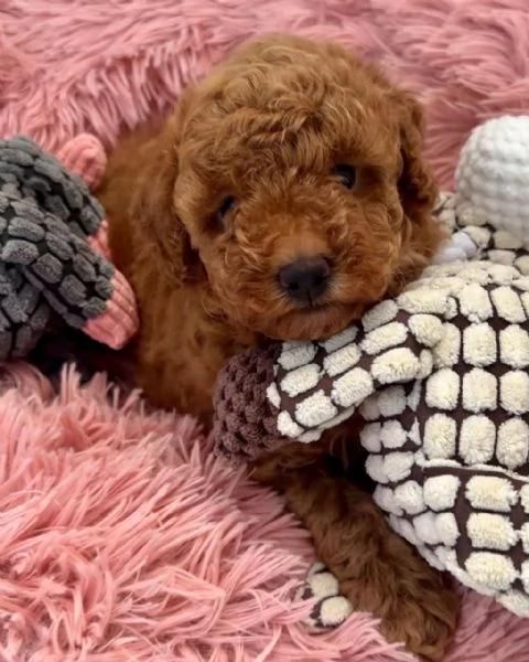 cuccioli di barboncino in adozione | Foto 1