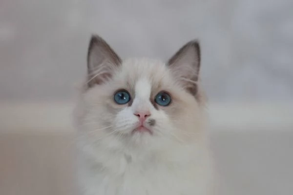 Dolce Ragdoll | Foto 2