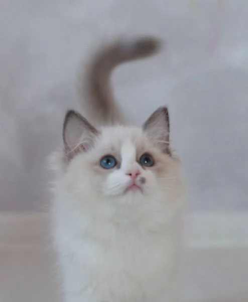 Dolce Ragdoll | Foto 0