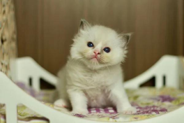 GattiRagdoll | Foto 2