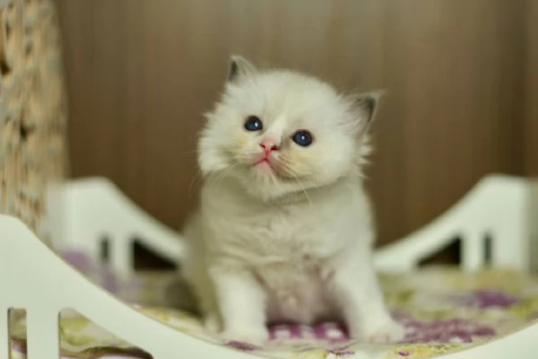 GattiRagdoll | Foto 1