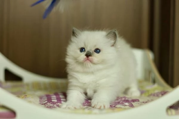 GattiRagdoll | Foto 2