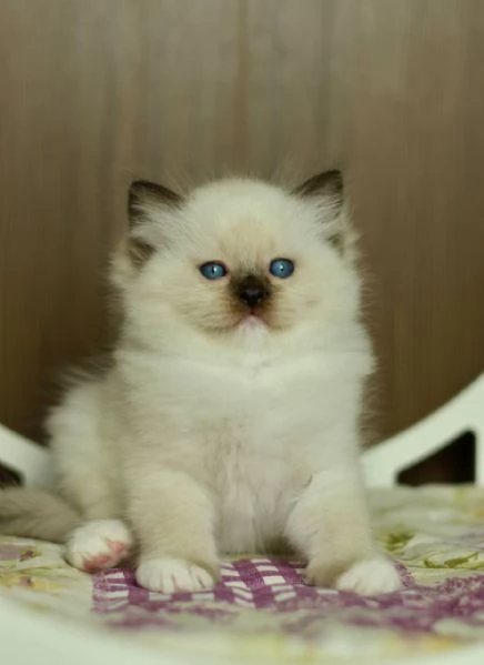 GattiRagdoll | Foto 2