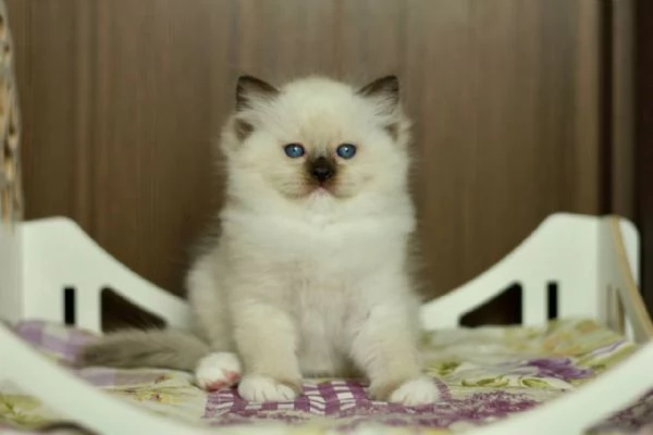 GattiRagdoll | Foto 1