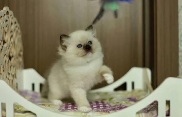 GattiRagdoll | Foto 0