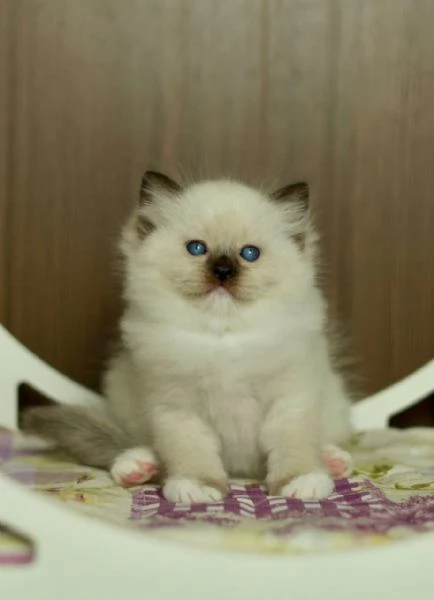 GattiRagdoll