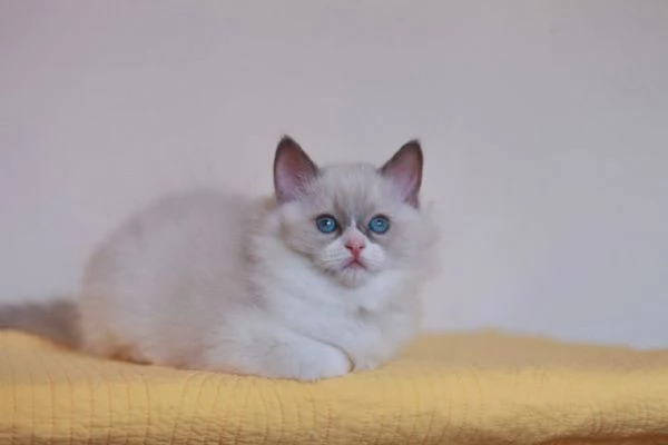 GattiRagdol | Foto 2