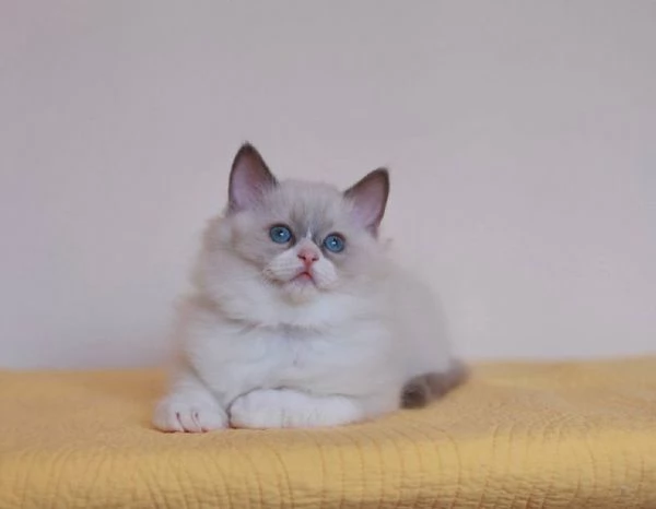 GattiRagdol | Foto 1
