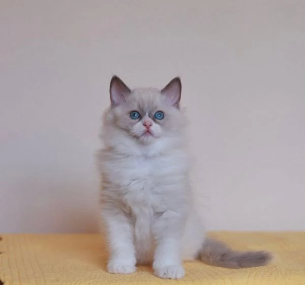 GattiRagdol | Foto 0