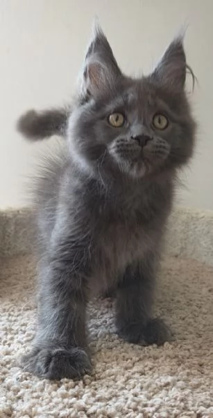 MaineCoon | Foto 1