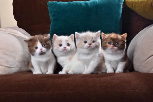 BritishShorthair | Foto 2