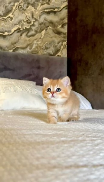 BritishShorthair | Foto 1